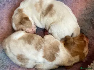 Basset Hound dogs Beautiful Basset babies now born - Advert 3