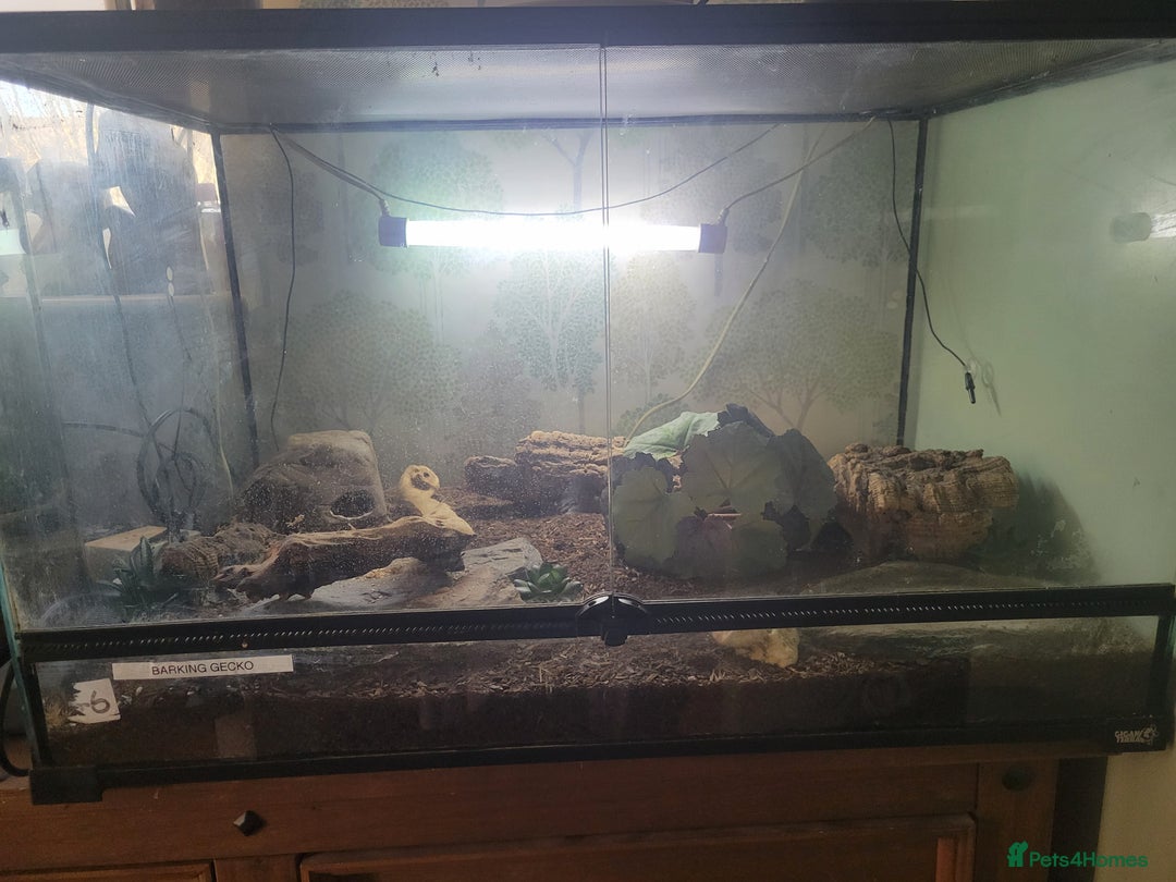 Gecko reptiles for sale: Underwoodisaurus milii - Advert 4