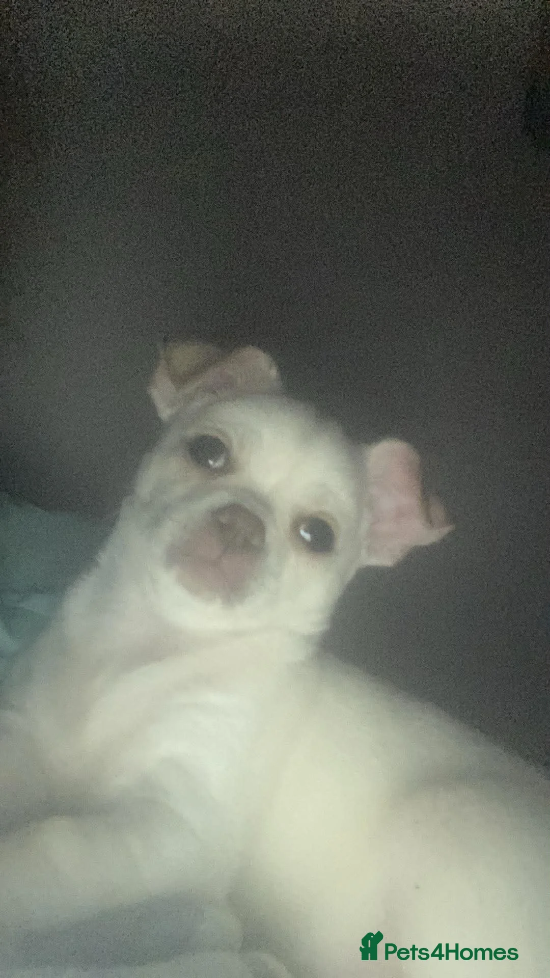Chihuahua dogs for sale: Angelo in Newcastle upon Tyne - Advert 2