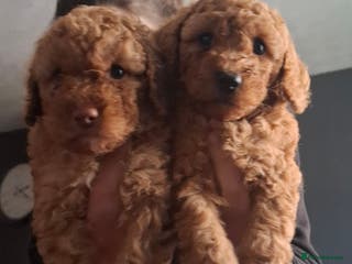 Cockapoo dogs Minature cockapoo - Advert 17