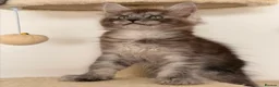 Maine Coon cats for sale: MaineCoon World Champion Bloodlines/London  - Advert 30