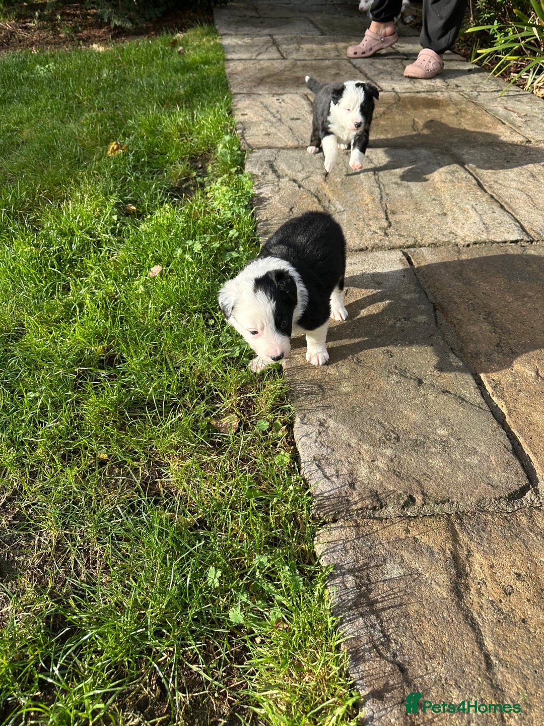 Border Collie dogs for sale: Beautiful litter of 8 border collies puppies - Advert 12