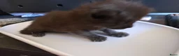 Ragcoon cats for sale: Beautiful smoke blue raccoon/ coon dolls  - Advert 8