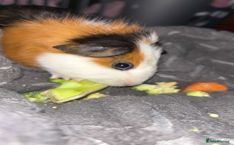 Guinea Pig rodents - Advert 14