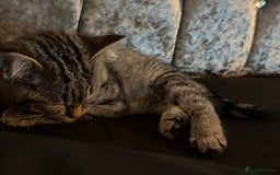 Mixed Breed cats for sale: Female mixed tabby  - Image 12