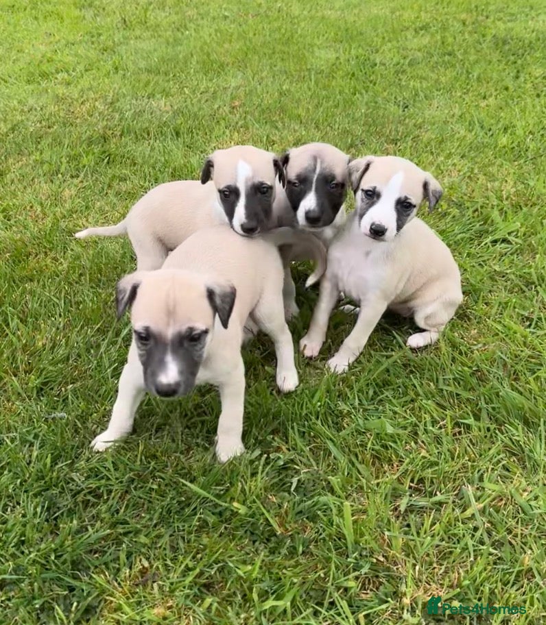 Whippet dogs Stunning Fawn Whippet Pups  - Advert 1
