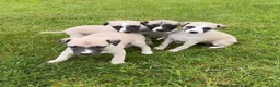 Whippet dogs for sale: Stunning Fawn Whippet Pups  in Winkleigh - Advert 1