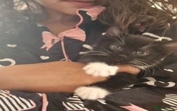 Mixed Breed cats for sale: Kittens - Image 27