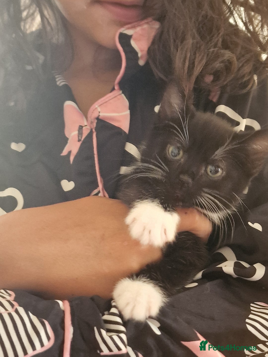 Mixed Breed cats for sale: Kittens - Image 27