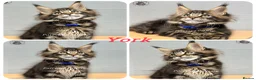 Maine Coon cats for sale: TICA registered Maine coon kittens READY NOW - Advert 5