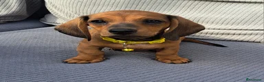 Dachshund Puppy 4