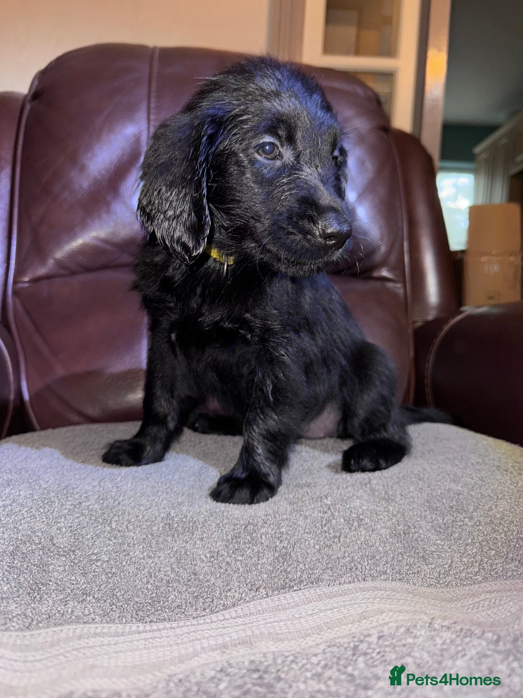 Flat coated Retriever dogs for sale: Flat coat Retriever puppies  - Image 12