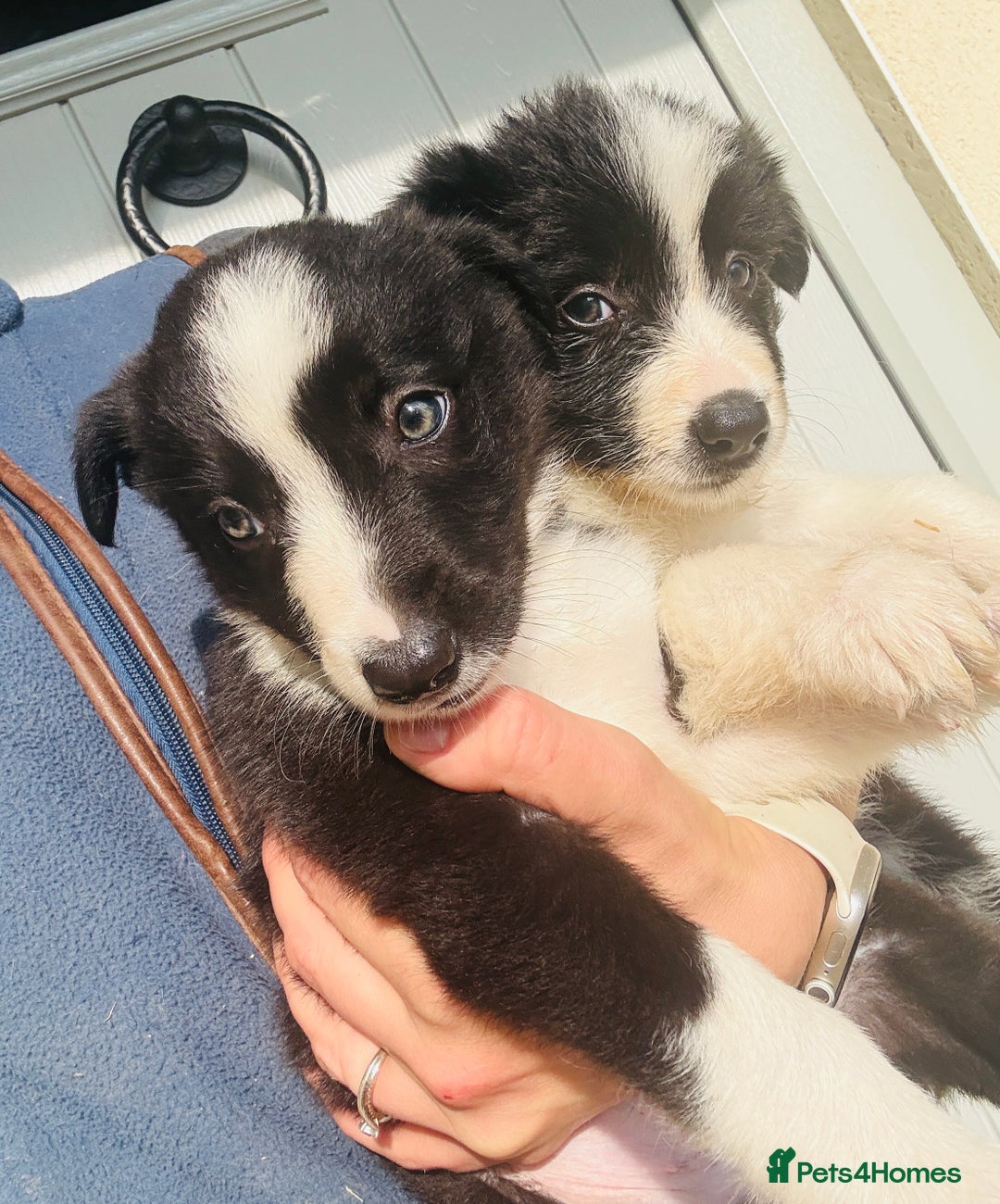 Border Collie dogs for sale: Gorgeous KC reg border collie pups  - Image 19