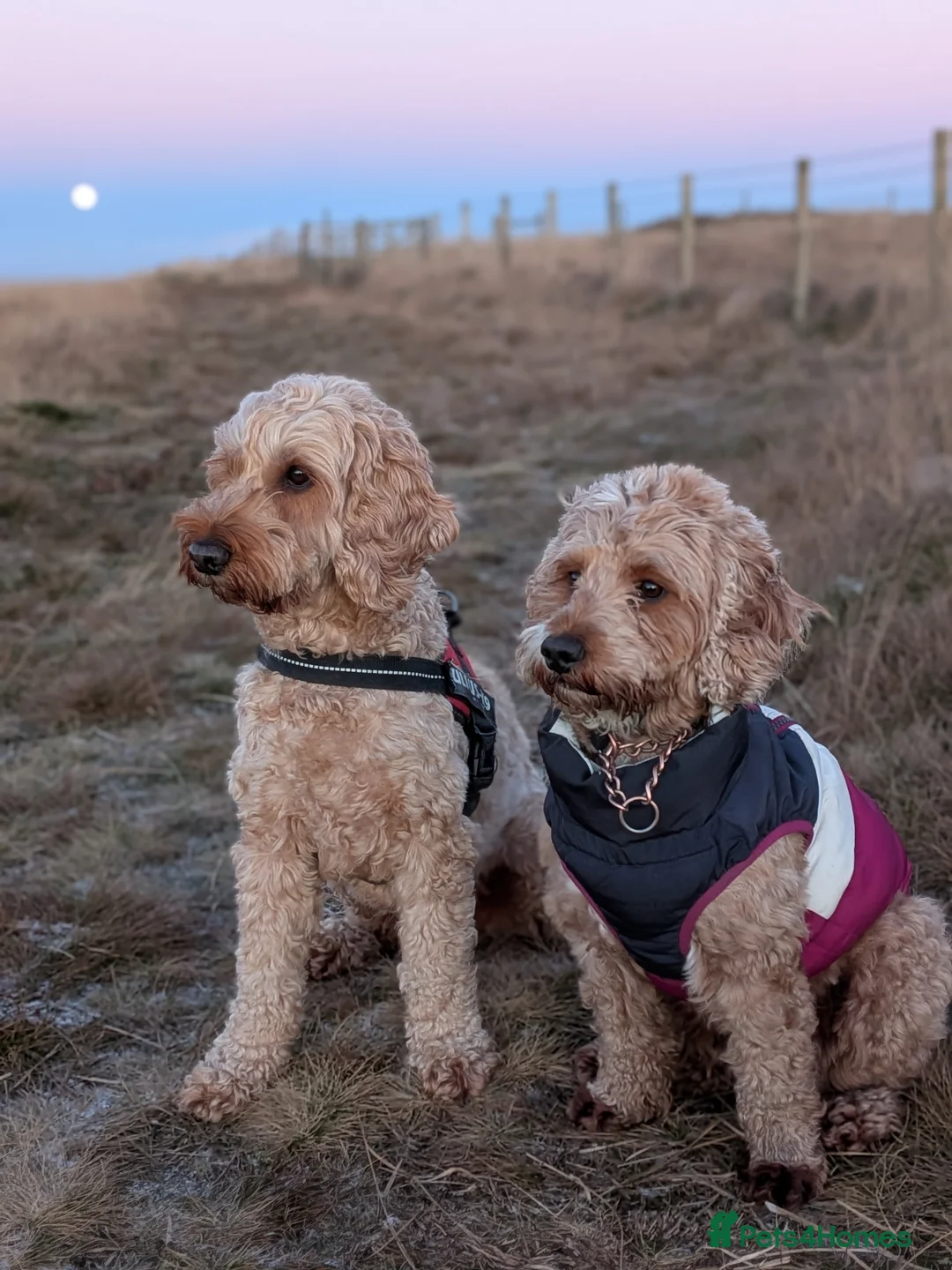 Cockapoo dogs for sale: 🐾 Beautiful F1B Cockapoo Puppies in Rochdale - Advert 15
