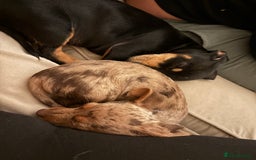 Dachshund dogs for sale: 2 lovely pups looking for a forever home asap - Image 5