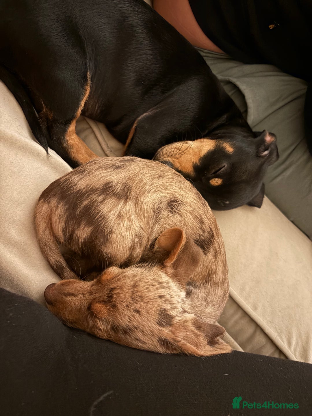 Dachshund dogs for sale: 2 lovely pups looking for a forever home asap - Image 5