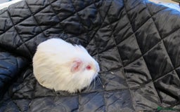 Guinea Pig rodents for sale: Female guinea pigs - Image 3