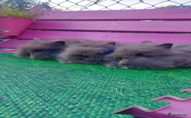 Lionhead rabbits - Advert 1