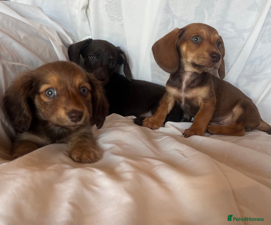Miniature Dachshund dogs for sale: Miniature dachshund **updated  - Image 1