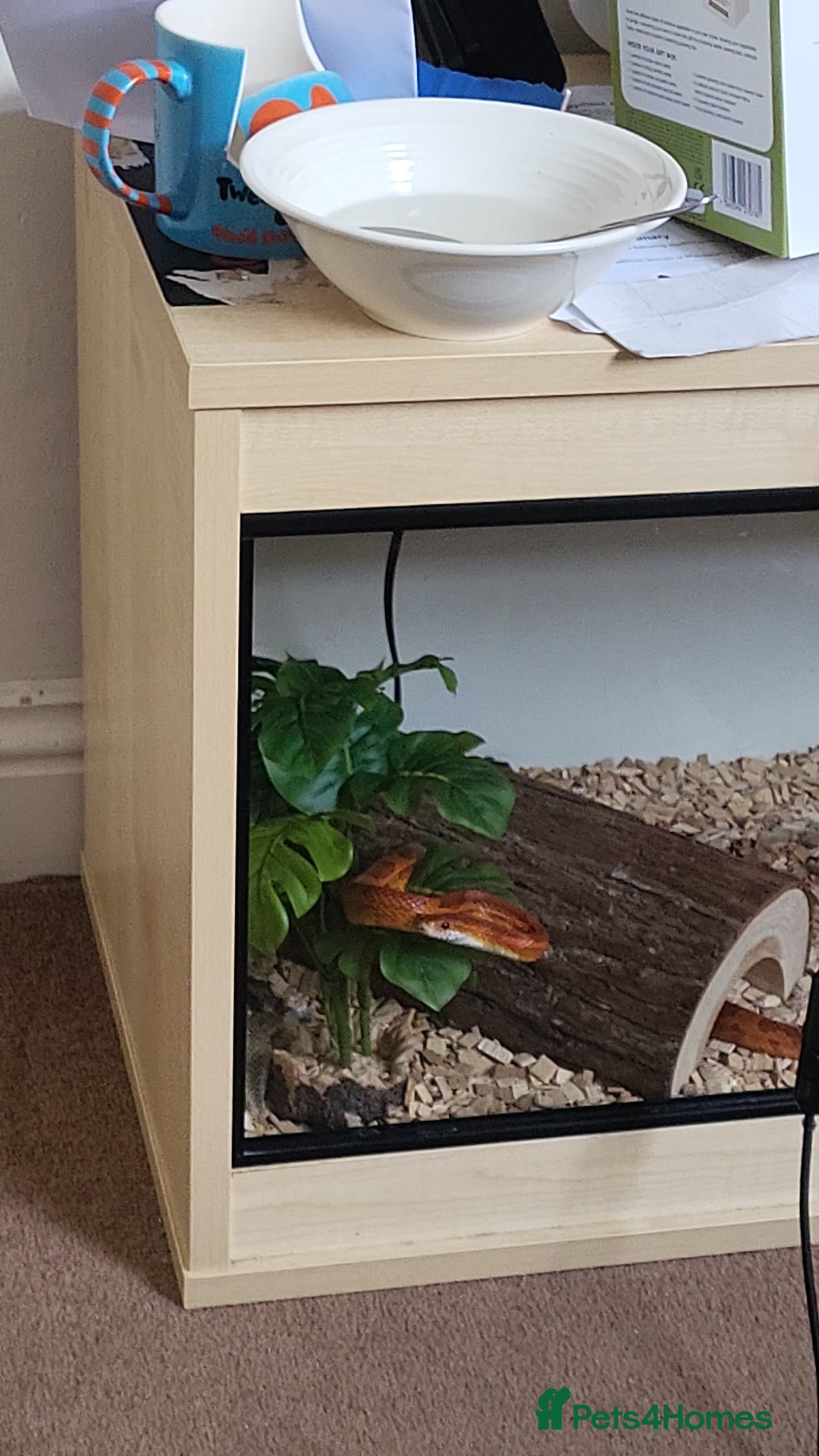 Corn Snake reptiles for sale: Viserion - Advert 8