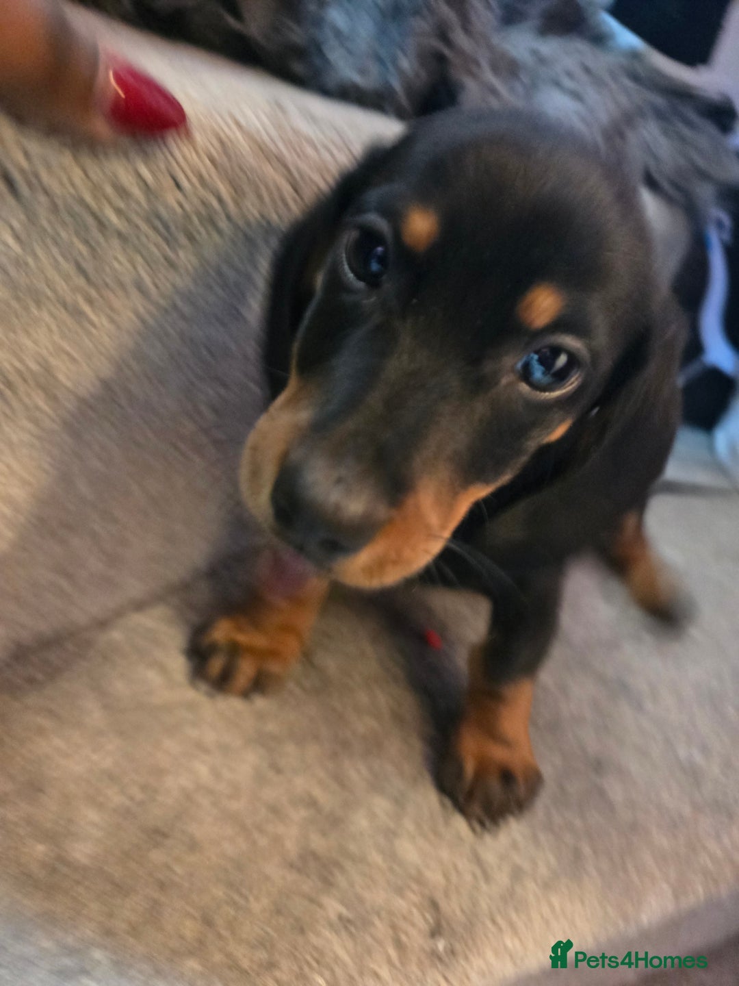 Miniature Dachshund dogs for sale: Male Puppy - Advert 2