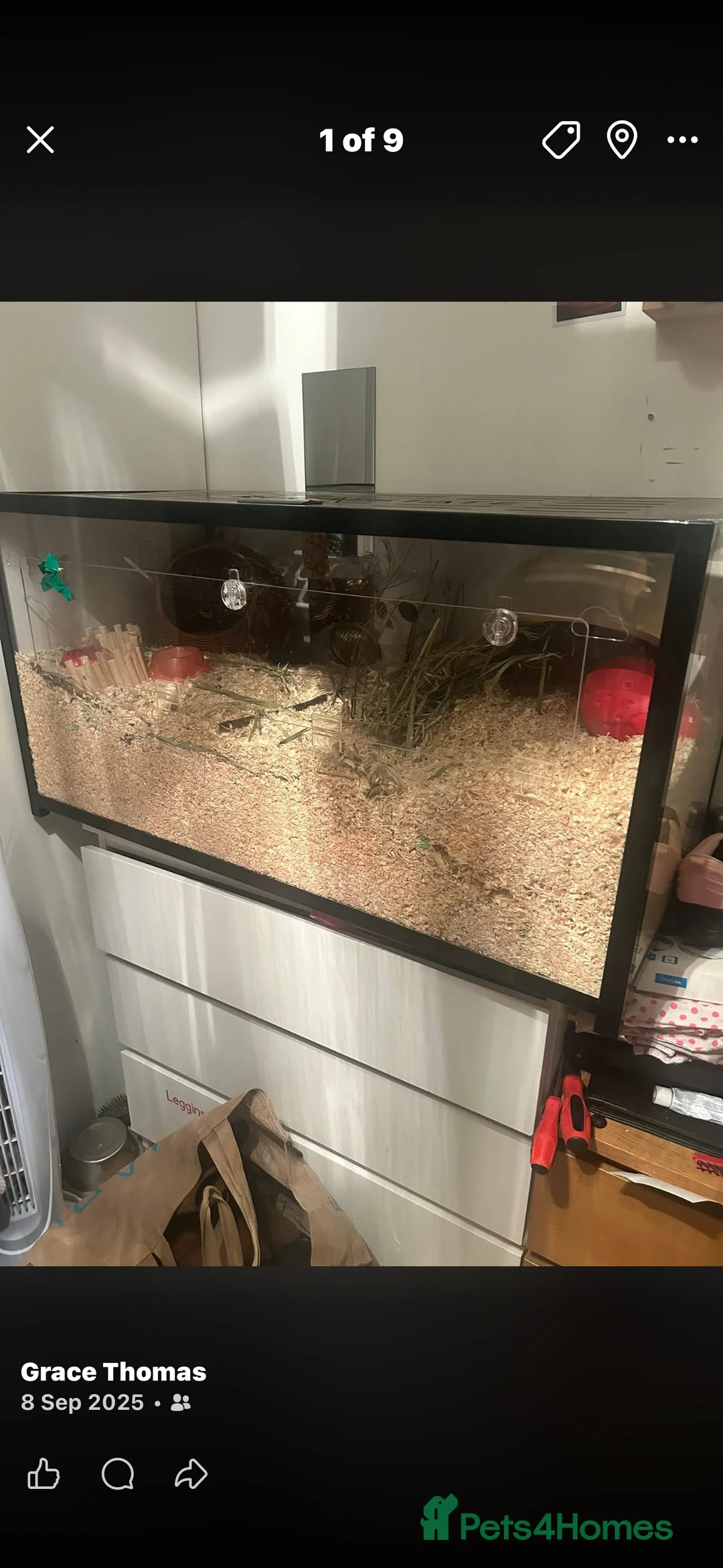 Hamster rodents for sale: Rocky looking for new home  - Advert 2