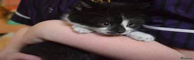 Bitsy