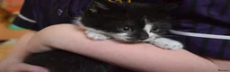 Mixed Breed cats for sale: 5 Beautiful Kittens Looking for Forever Homes - Advert 7