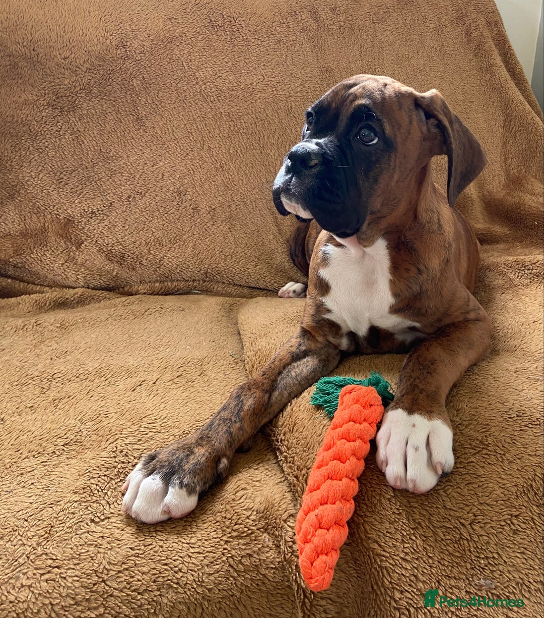 Boxer dogs for sale: Beautiful Boxer puppies - Image 5
