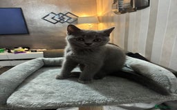 British Shorthair cats for sale: Stunning chunky British shorthair kittens GCCF Reg - Image 38