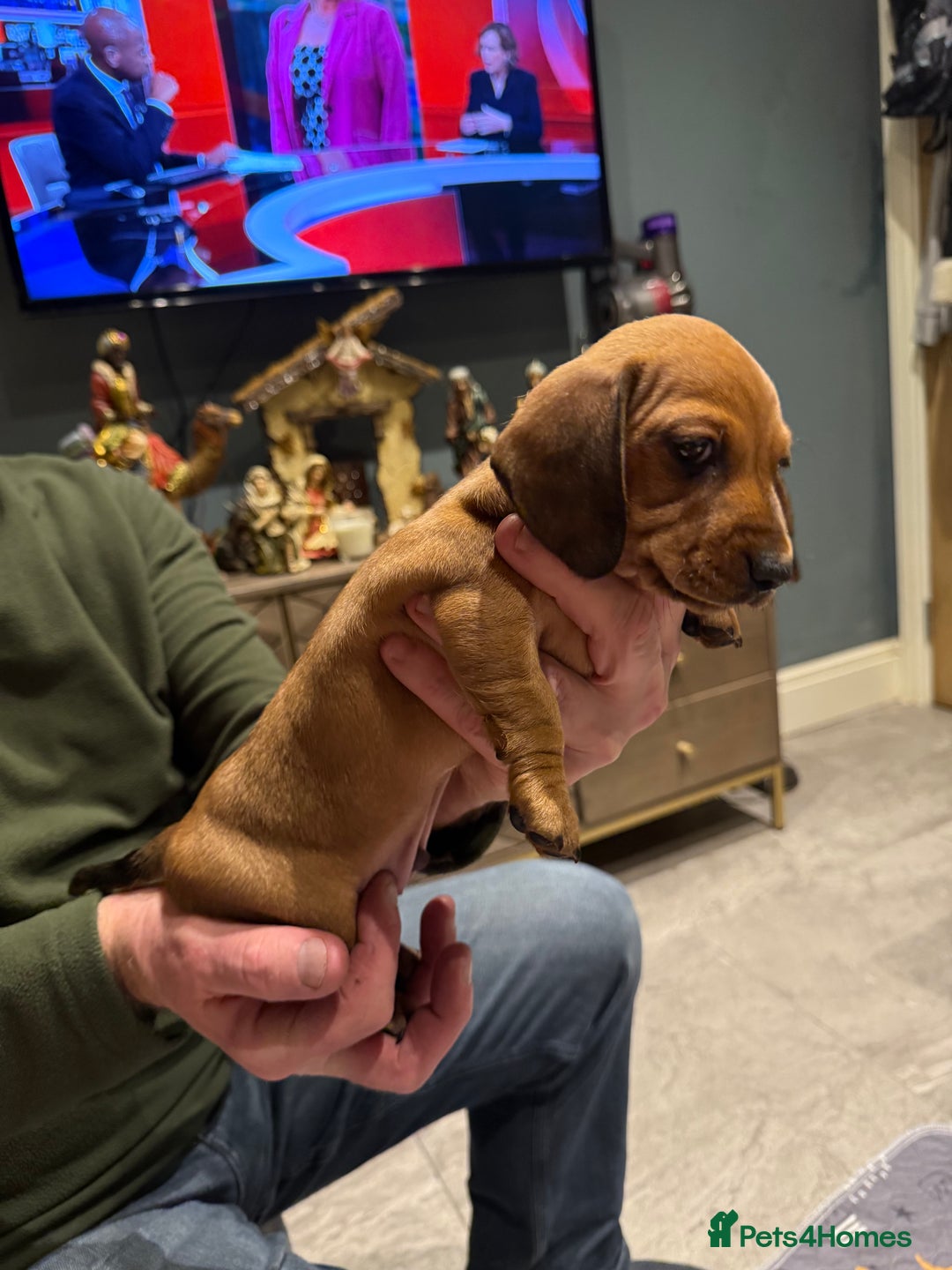 Dachshund dogs for sale: Top quality pups with champion lines  - Advert 1