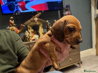 Dachshund dogs Top quality pups with champion lines - Advert 1