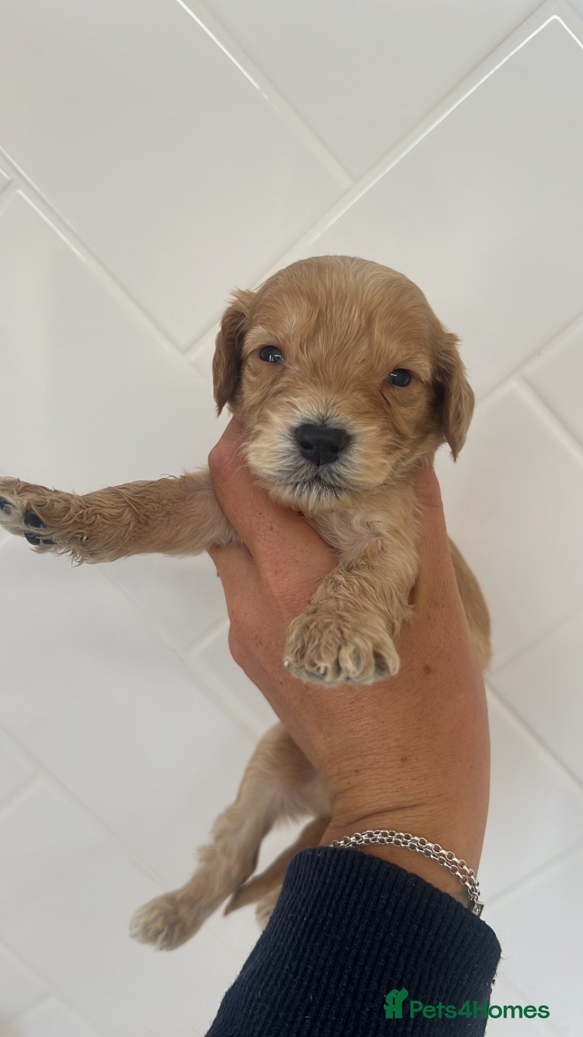 Cockapoo dogs *** Stunning F1 Homebred Cockapoo Babies*** - Advert 2