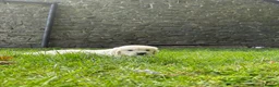 Golden Retriever dogs for sale: FULLY VACCINATED KC REG GOLDEN RETRIEVERS - Advert 16