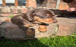 Miniature Dachshund dogs for sale: Mini daschund/ choc /tan girl - Image 3