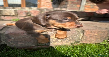 Miniature Dachshund dogs - Advert 10