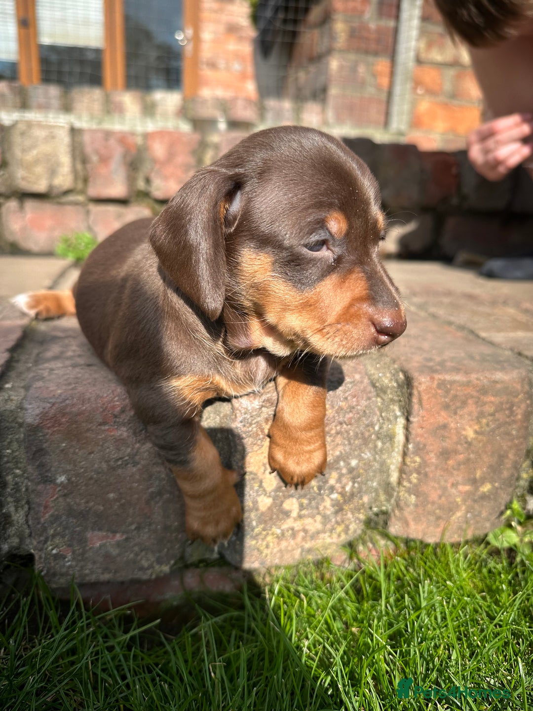 Miniature Dachshund dogs for sale: Mini daschund/ choc /tan girl - Image 3
