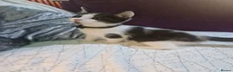 Mixed Breed cats for sale: 3 lovely kittens looking forever home ❤️💙💙 - Advert 11