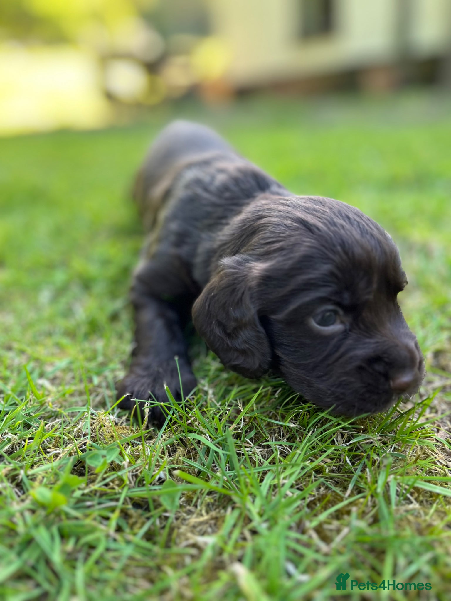 Cocker Spaniel dogs KC COCKER PUPPIES - Advert 6