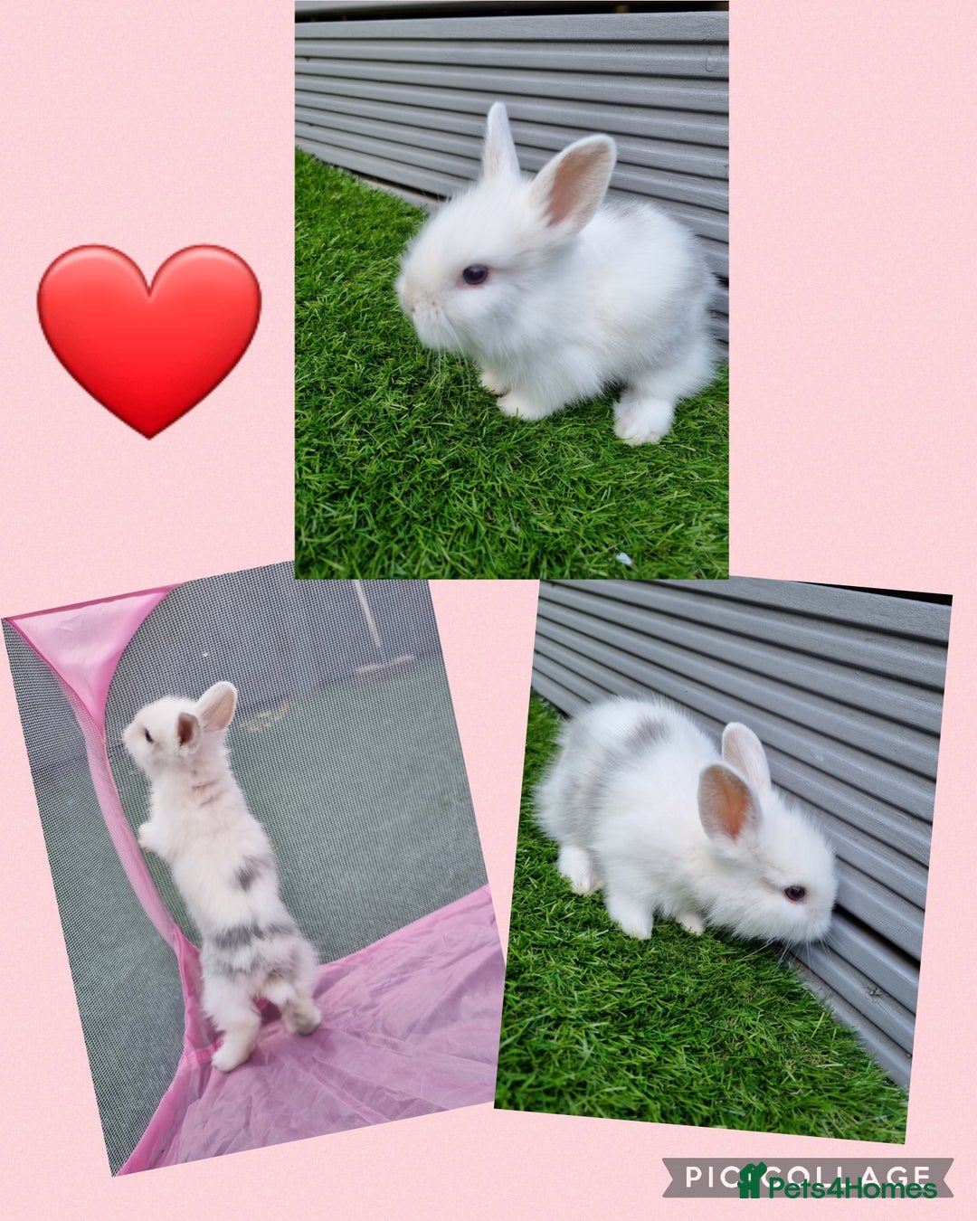 Lionhead rabbits for sale: Beautiful baby lionheads  - Image 4