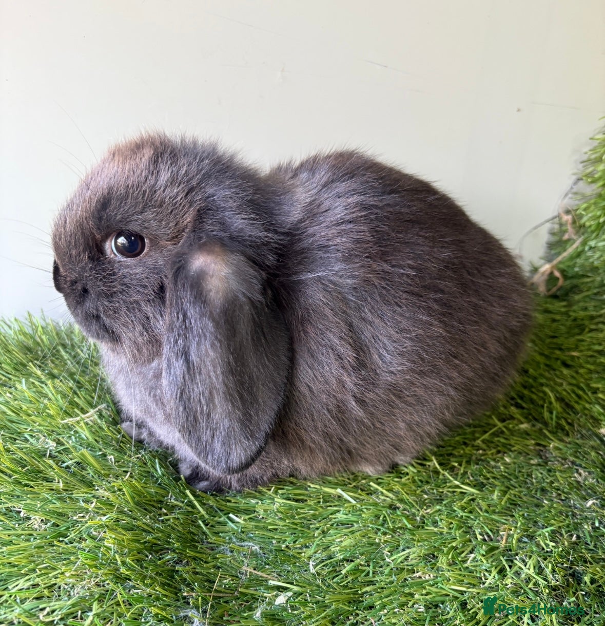 Mini Lop rabbits Stunning mini lop babies - Advert 1