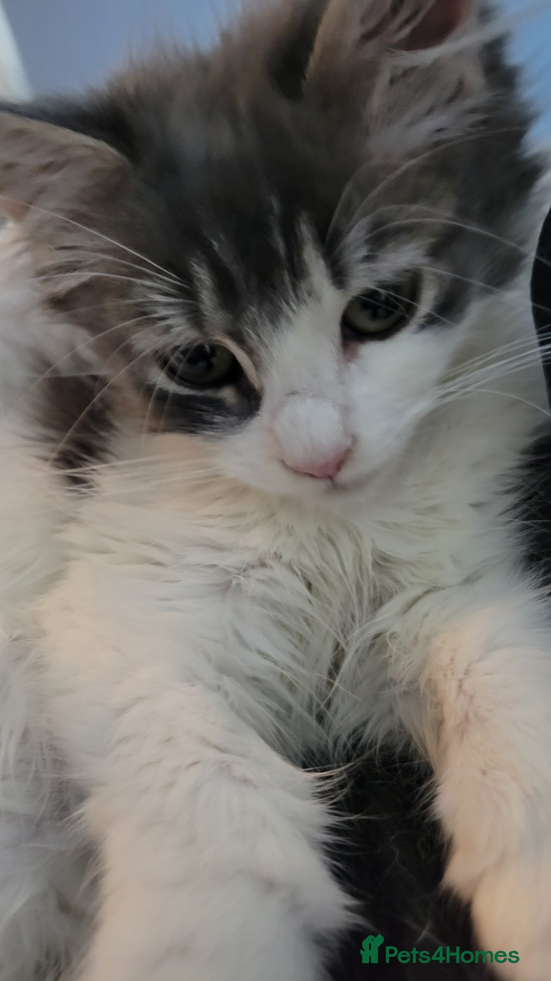 Maine Coon cats for sale: Beautiful Mixed Main Coon Kittens - Advert 4