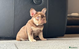 French Bulldog dogs for sale: 1 female available  READY TO LEAVE,   - Image 12