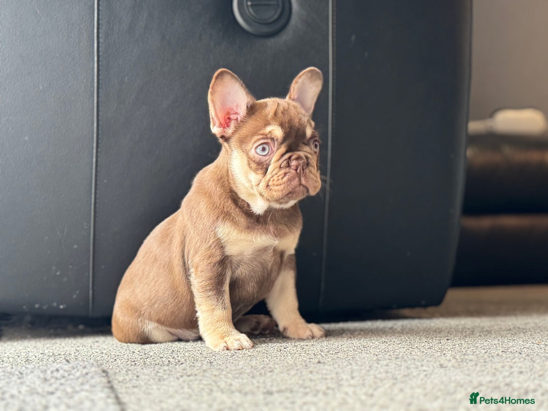 French Bulldog dogs for sale: 1 female available  READY TO LEAVE,   - Image 12