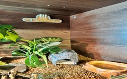 Leopard Gecko reptiles for sale: Leopard gecko with full enclosure  - Advert 7