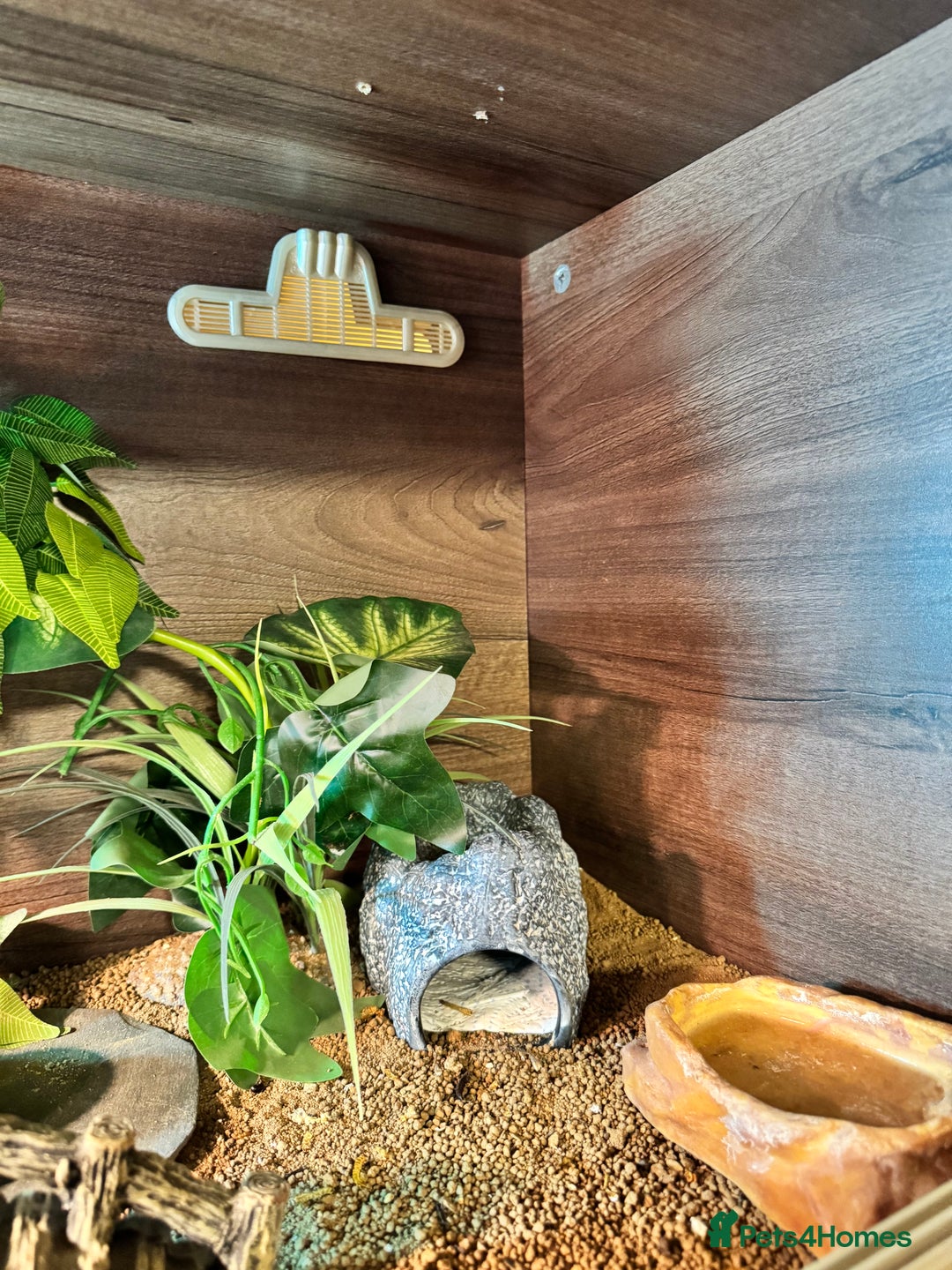 Leopard Gecko reptiles for sale: Leopard gecko with full enclosure  - Advert 7