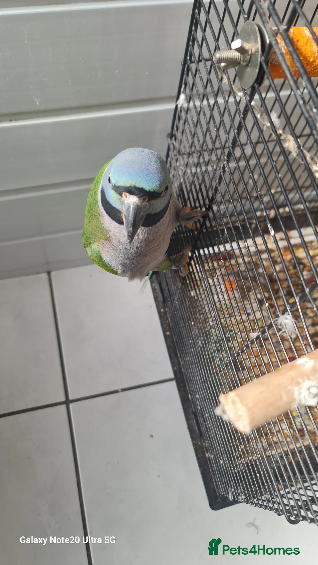 Parrots birds for sale: Darbien parot - Advert 1