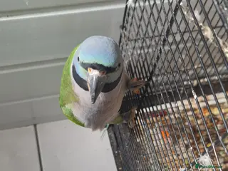 Parrots birds Darbien parot - Advert 1