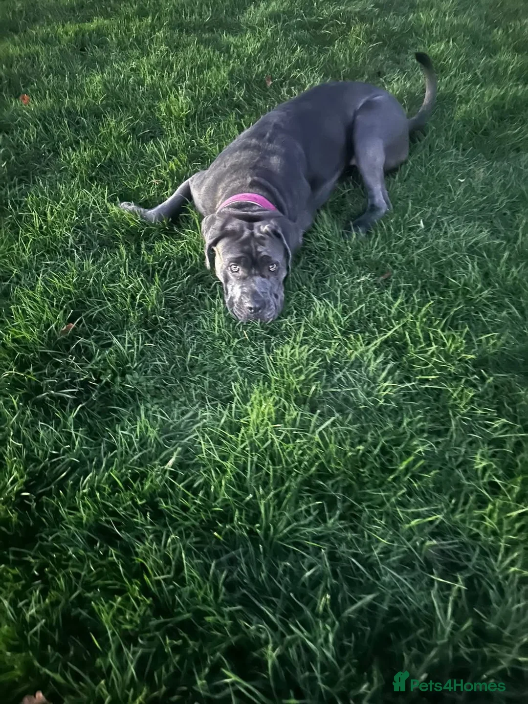 Cane Corso dogs for sale: Cane corso  - Advert 2