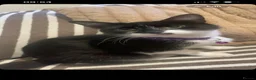 Domestic Shorthair cats for sale: 2 Female Cats Looking for Their Forever Home in Stockport - Advert 6